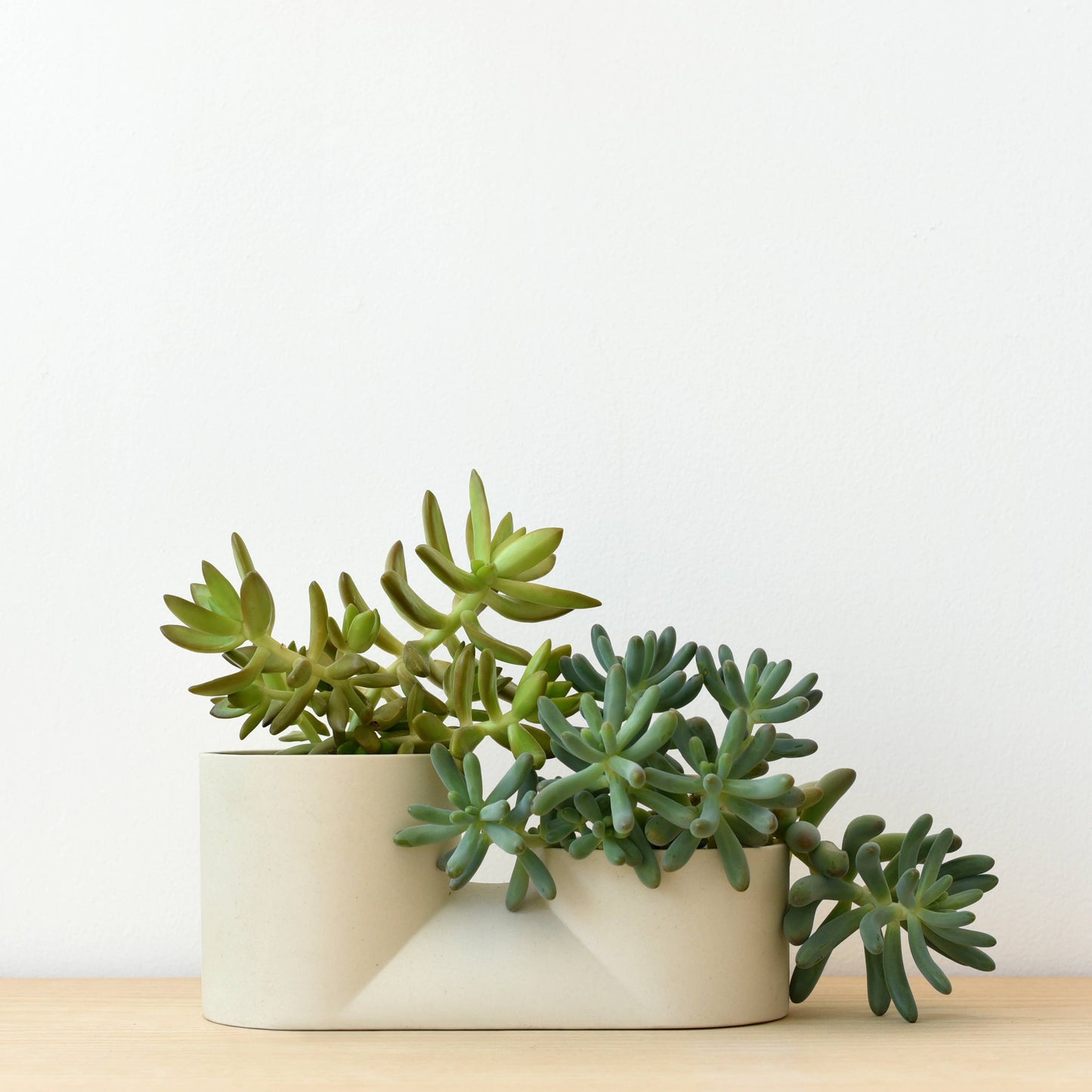 Double Planter: Bone