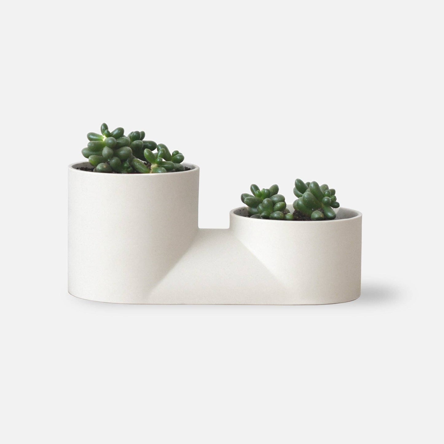 Double Planter: Bone