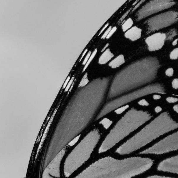 Monarch Perfume Oil