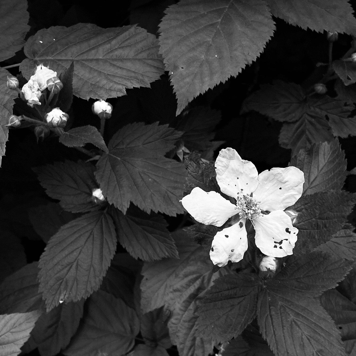 Moonflower Perfume Oil
