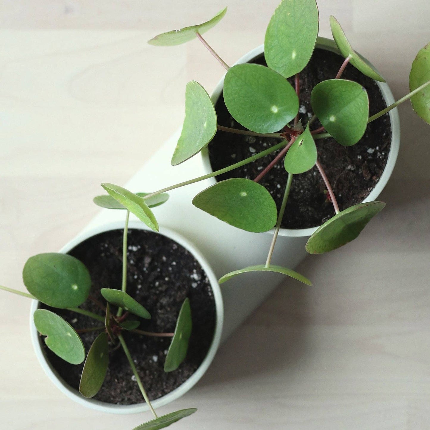 Double Planter: Bone