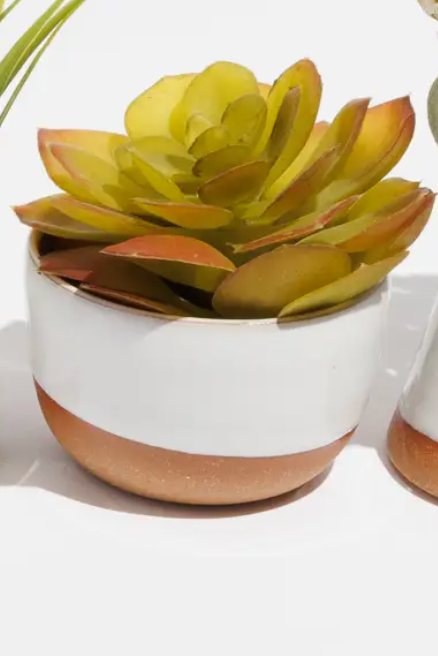 Tiny Planter Assortment